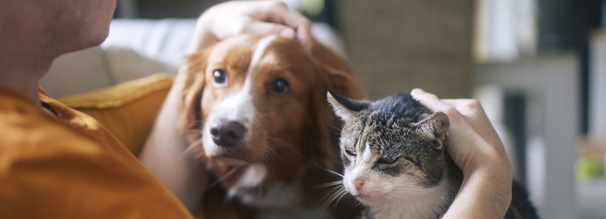 dierenbescherming banner